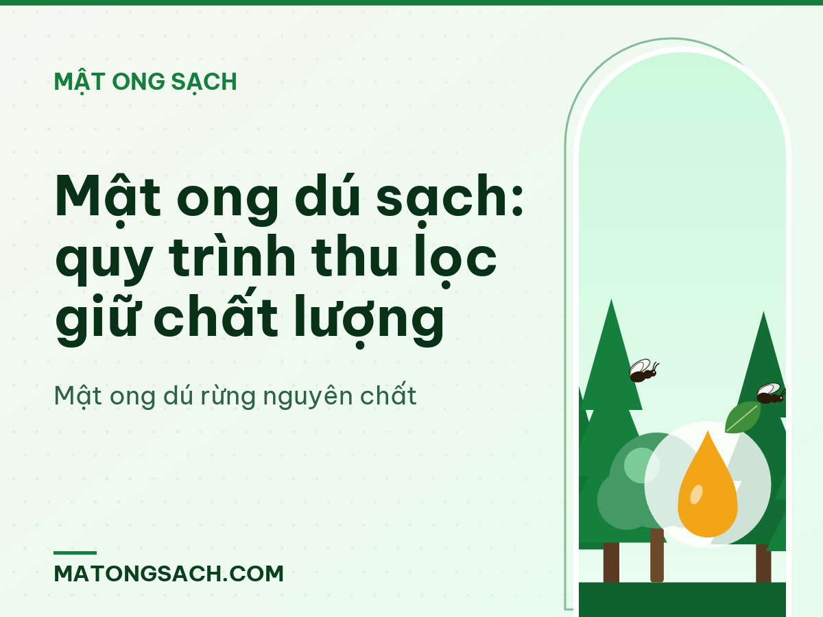 Mật ong dú sạch: quy trình thu lọc giữ chất lượng